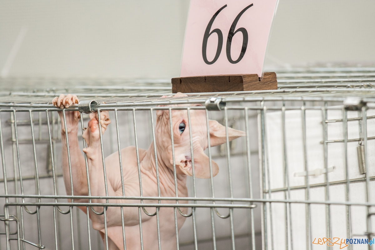 Wystawa kotów rasowych (20.02.2016) MTP Foto: © lepszyPOZNAN.pl / Karolina Kiraga Wystawa kotów rasowych (20.02.2016) MTP Foto: © lepszyPOZNAN.pl / Karolina Kiraga
