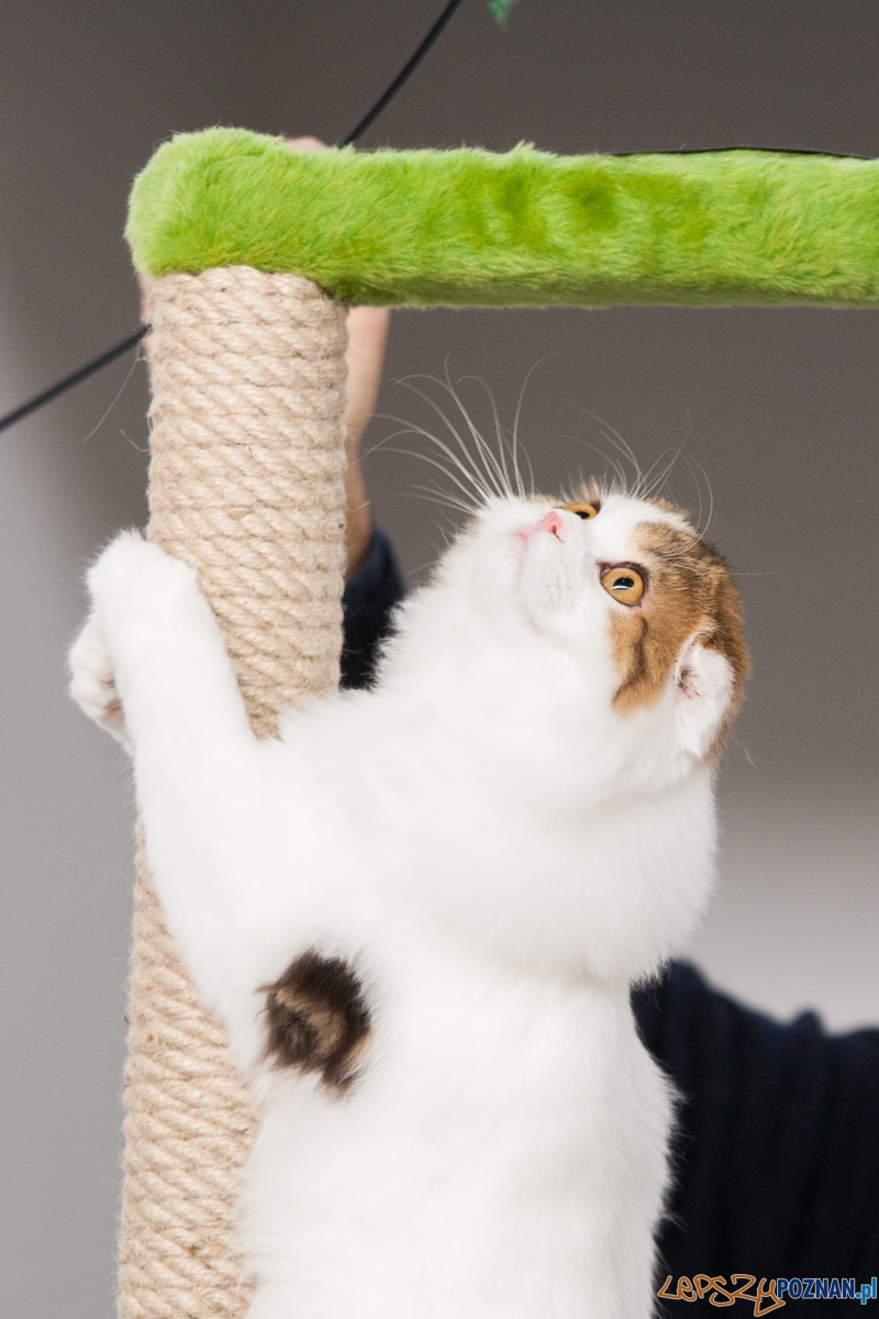 Wystawa kotów rasowych (20.02.2016) MTP Foto: © lepszyPOZNAN.pl / Karolina Kiraga Wystawa kotów rasowych (20.02.2016) MTP Foto: © lepszyPOZNAN.pl / Karolina Kiraga