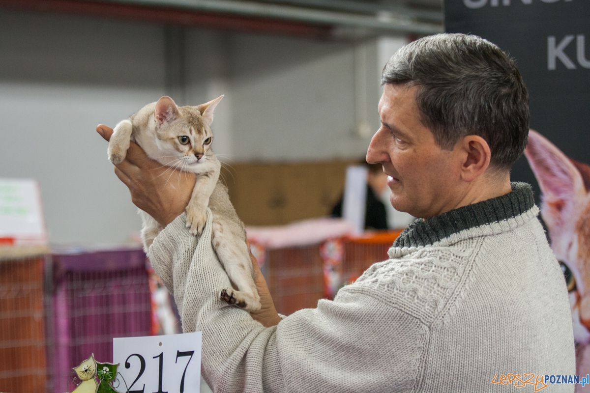 Wystawa kotów rasowych (20.02.2016) MTP Foto: © lepszyPOZNAN.pl / Karolina Kiraga Wystawa kotów rasowych (20.02.2016) MTP Foto: © lepszyPOZNAN.pl / Karolina Kiraga