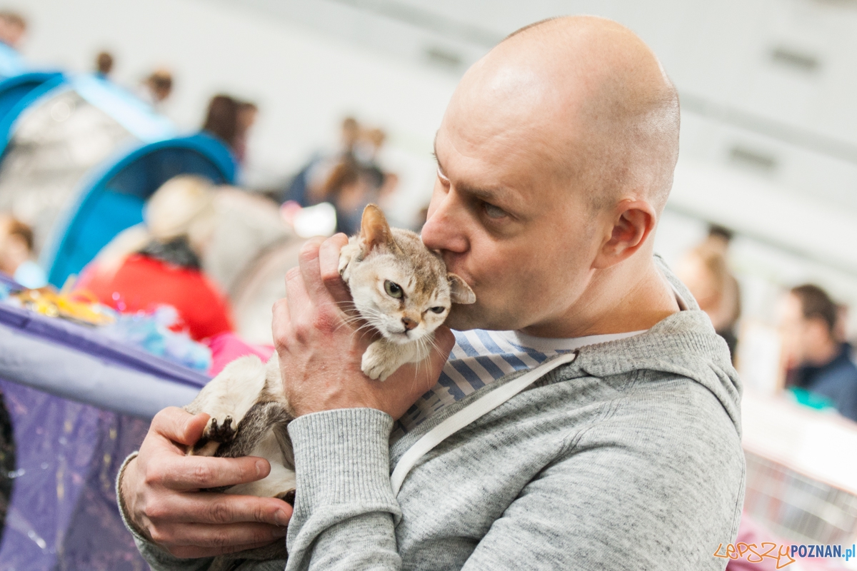 Wystawa kotów rasowych (20.02.2016) MTP Foto: © lepszyPOZNAN.pl / Karolina Kiraga Wystawa kotów rasowych (20.02.2016) MTP Foto: © lepszyPOZNAN.pl / Karolina Kiraga