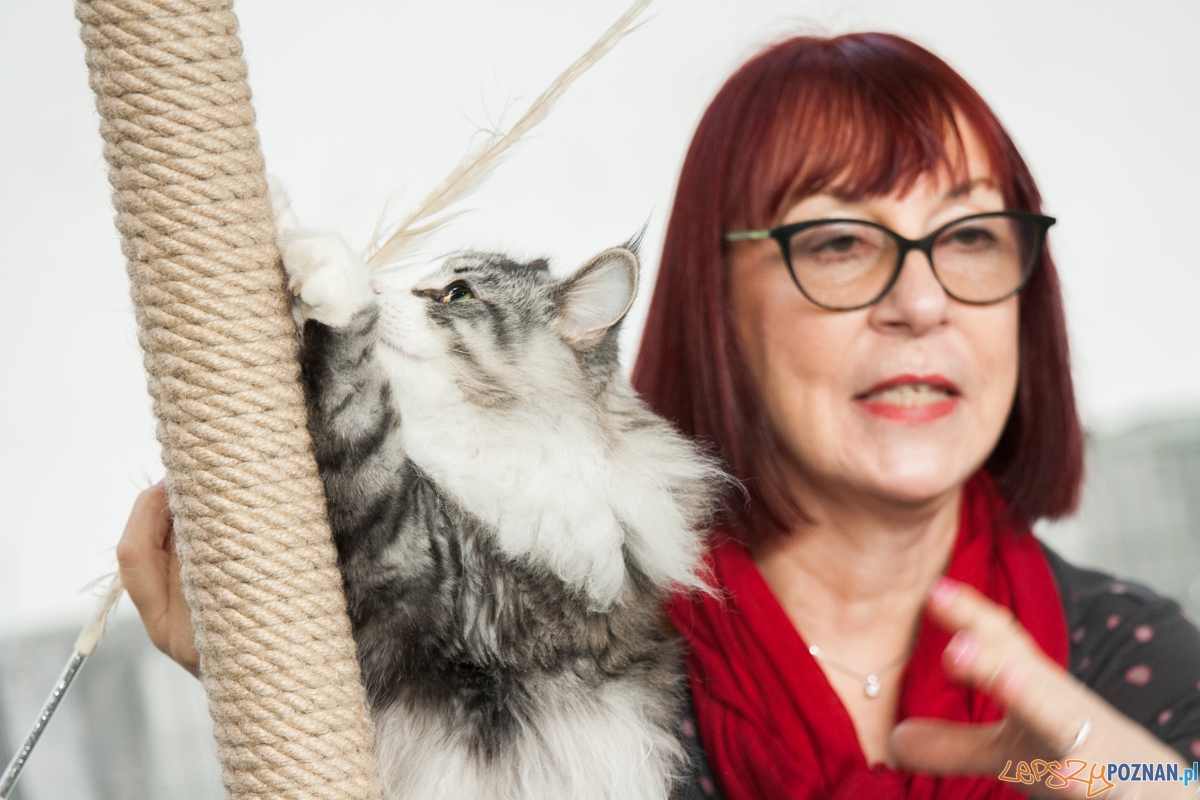 Wystawa kotów rasowych (20.02.2016) MTP Foto: © lepszyPOZNAN.pl / Karolina Kiraga Wystawa kotów rasowych (20.02.2016) MTP Foto: © lepszyPOZNAN.pl / Karolina Kiraga