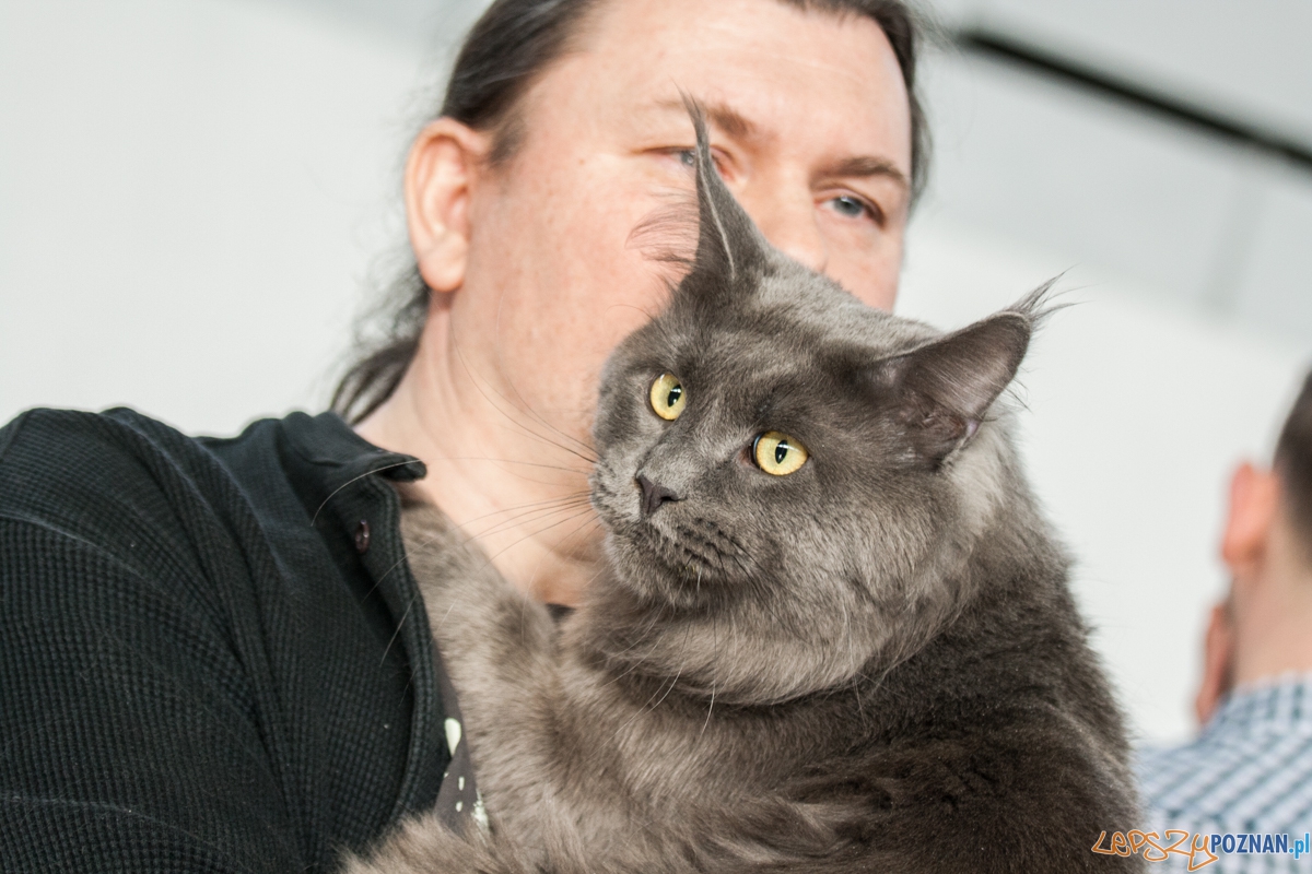 Wystawa kotów rasowych (20.02.2016) MTP Foto: © lepszyPOZNAN.pl / Karolina Kiraga Wystawa kotów rasowych (20.02.2016) MTP Foto: © lepszyPOZNAN.pl / Karolina Kiraga