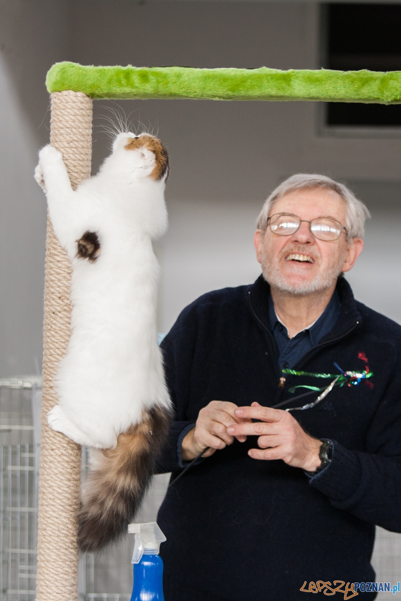Wystawa kotów rasowych (20.02.2016) MTP Foto: © lepszyPOZNAN.pl / Karolina Kiraga Wystawa kotów rasowych (20.02.2016) MTP Foto: © lepszyPOZNAN.pl / Karolina Kiraga