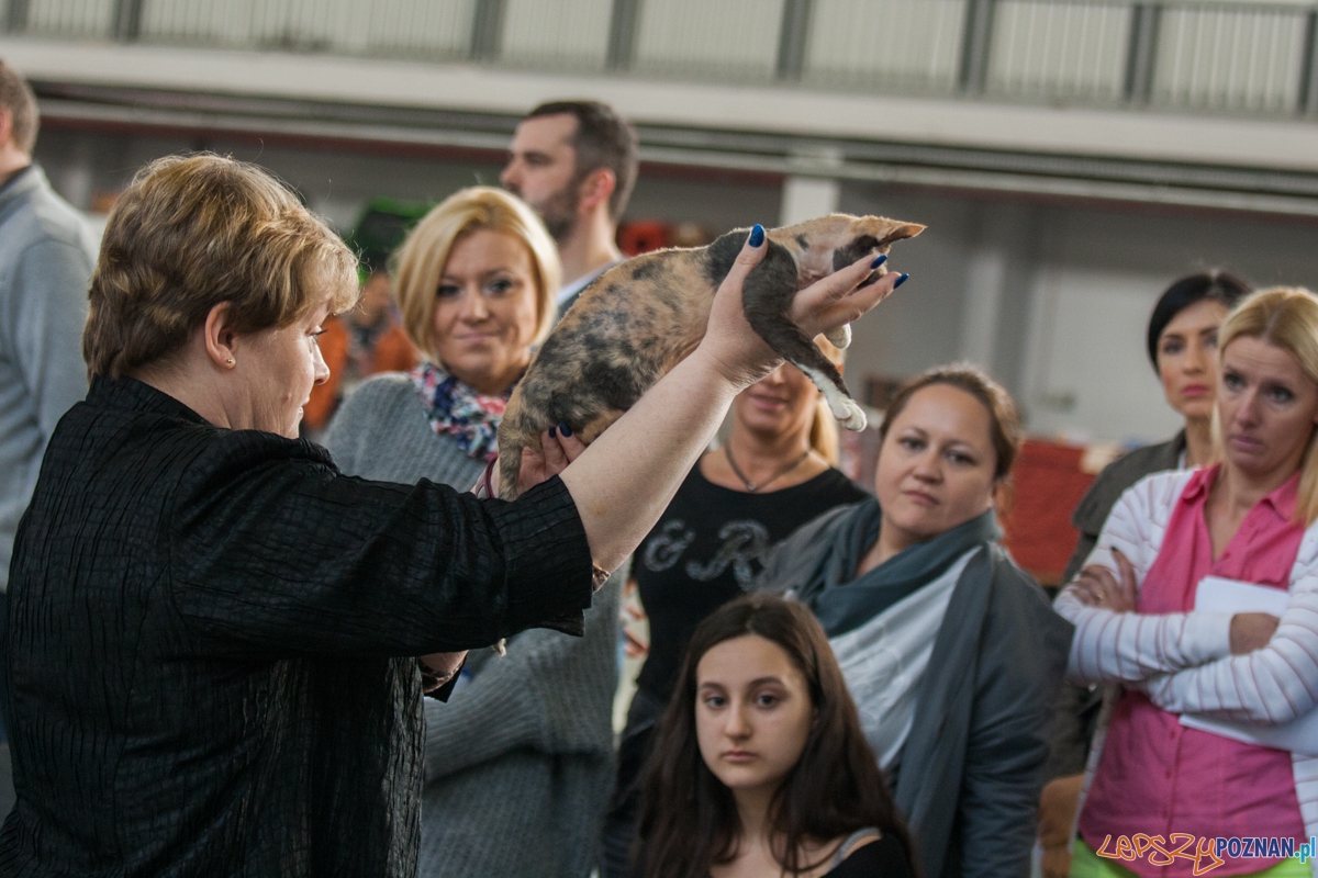 Wystawa kotów rasowych (20.02.2016) MTP Foto: © lepszyPOZNAN.pl / Karolina Kiraga Wystawa kotów rasowych (20.02.2016) MTP Foto: © lepszyPOZNAN.pl / Karolina Kiraga