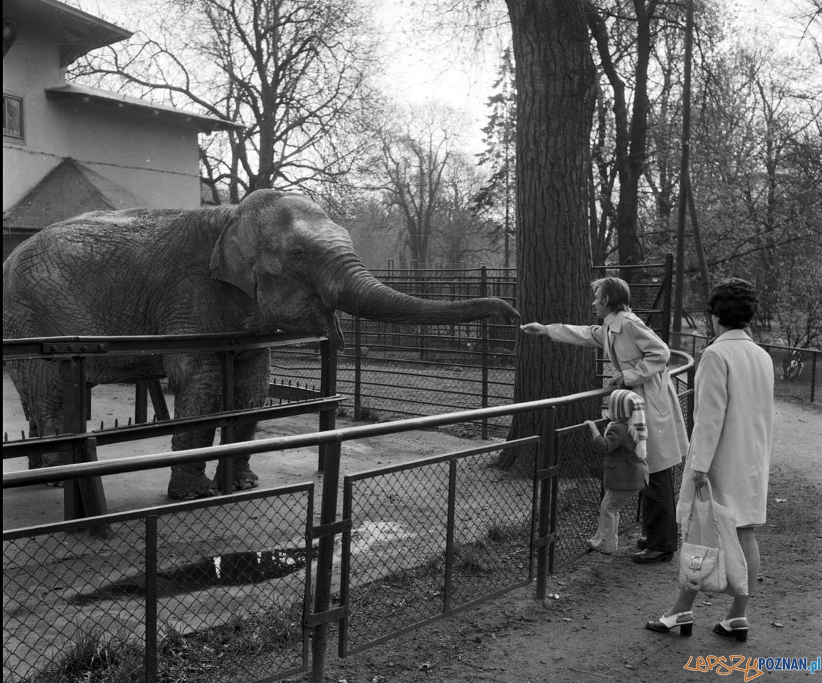 Słonica Kinga w ZOO - 1975 Foto: Stanisław Wiktor / Cyryl Słonica Kinga w ZOO - 1975 Foto: Stanisław Wiktor / Cyryl
