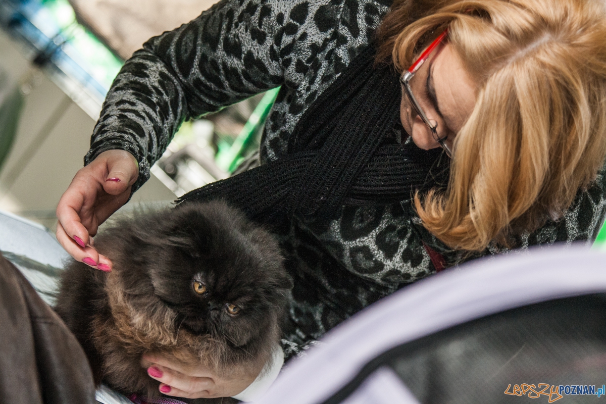 Wystawa kotów rasowych (20.02.2016) MTP Foto: © lepszyPOZNAN.pl / Karolina Kiraga Wystawa kotów rasowych (20.02.2016) MTP Foto: © lepszyPOZNAN.pl / Karolina Kiraga