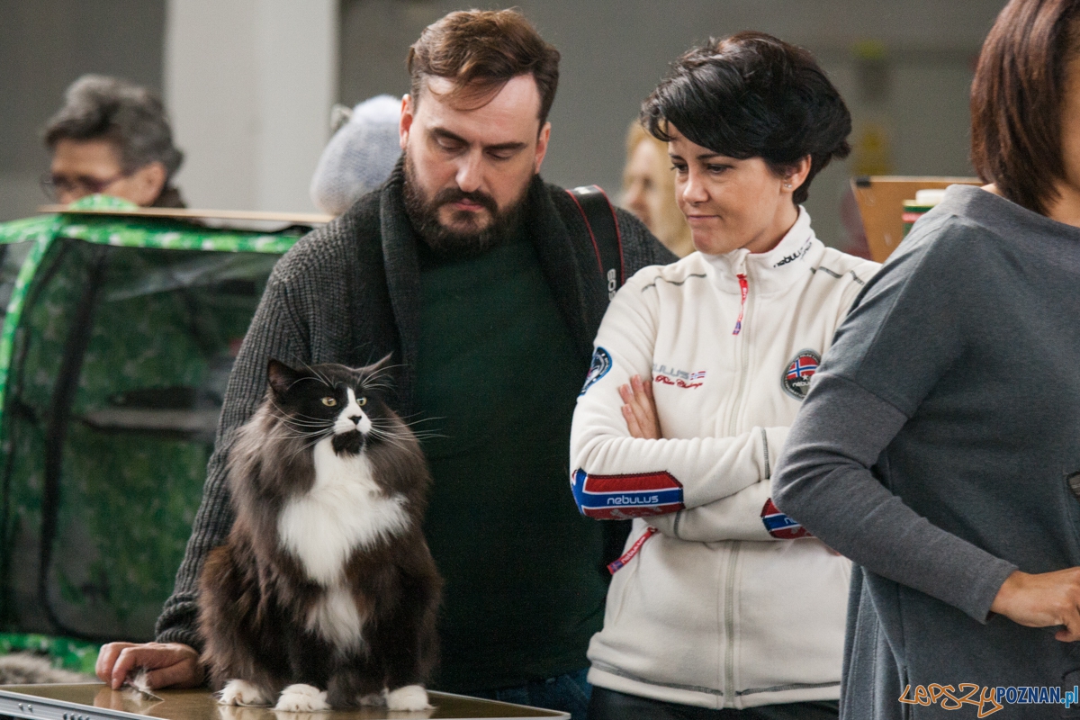 Wystawa kotów rasowych (20.02.2016) MTP Foto: © lepszyPOZNAN.pl / Karolina Kiraga Wystawa kotów rasowych (20.02.2016) MTP Foto: © lepszyPOZNAN.pl / Karolina Kiraga