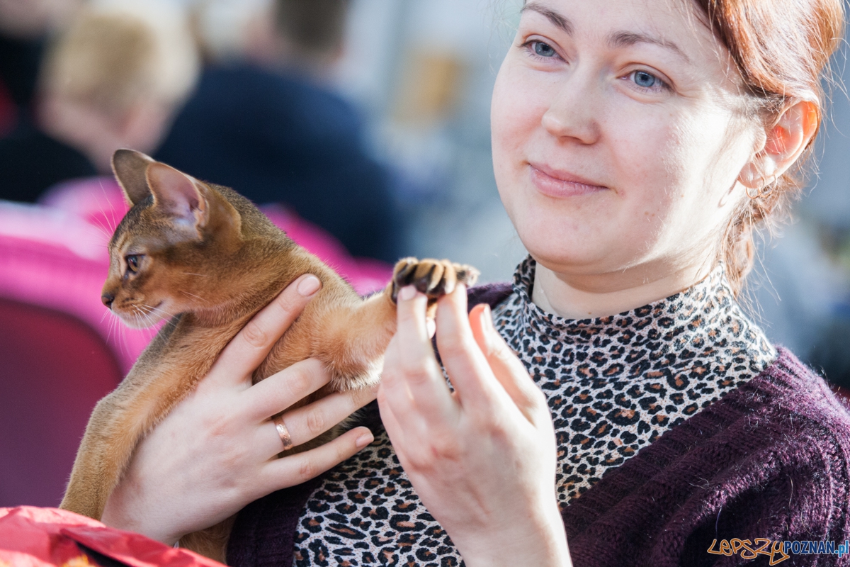 Wystawa kotów rasowych (20.02.2016) MTP Foto: © lepszyPOZNAN.pl / Karolina Kiraga Wystawa kotów rasowych (20.02.2016) MTP Foto: © lepszyPOZNAN.pl / Karolina Kiraga