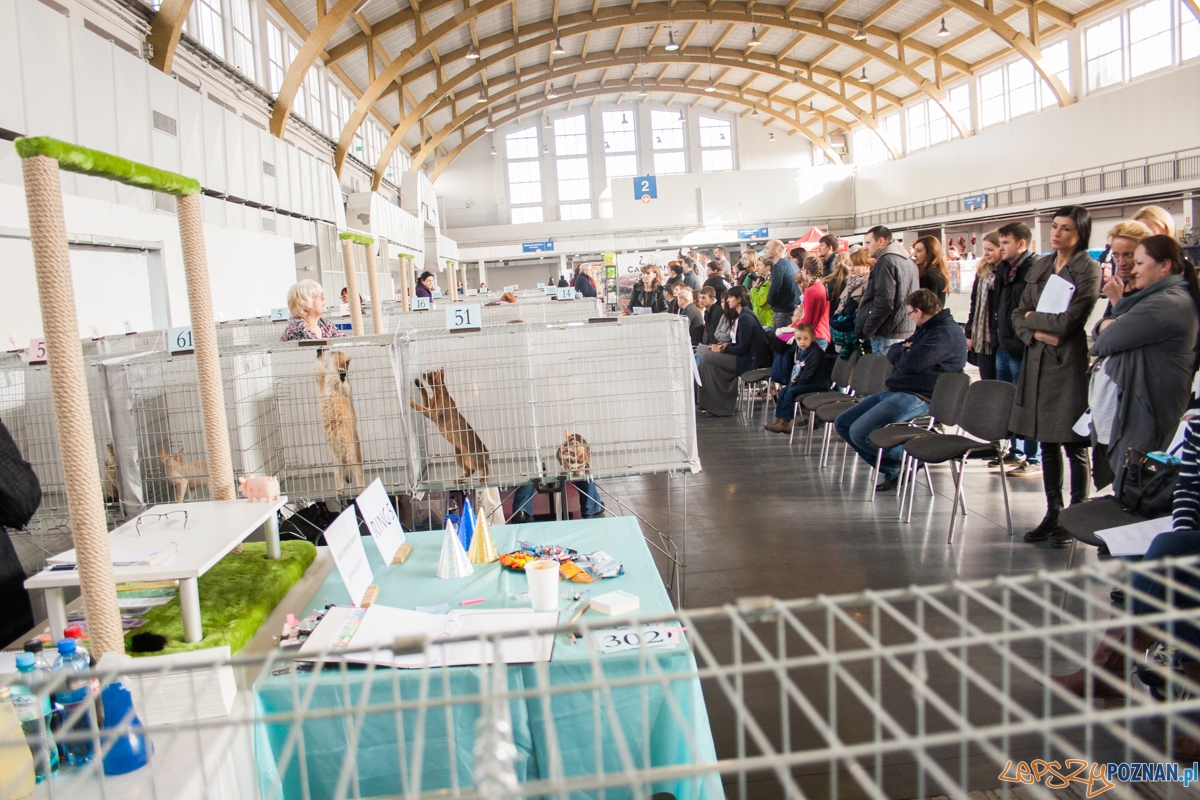 Wystawa kotów rasowych (20.02.2016) MTP Foto: © lepszyPOZNAN.pl / Karolina Kiraga Wystawa kotów rasowych (20.02.2016) MTP Foto: © lepszyPOZNAN.pl / Karolina Kiraga