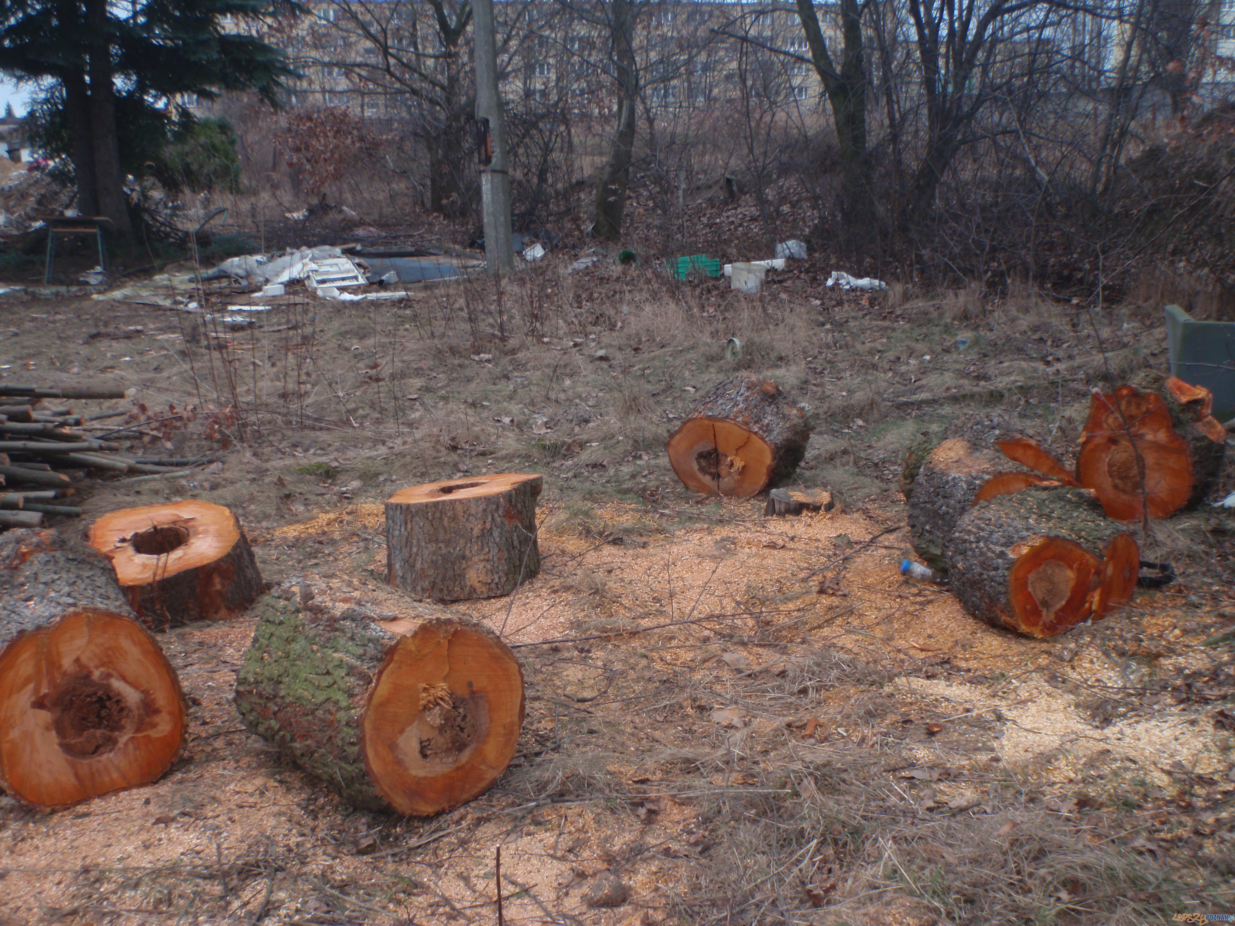 Nielegalna wycinka drzew na Podolanach Foto: Straż Miejska Miasta Poznania Nielegalna wycinka drzew na Podolanach Foto: Straż Miejska Miasta Poznania