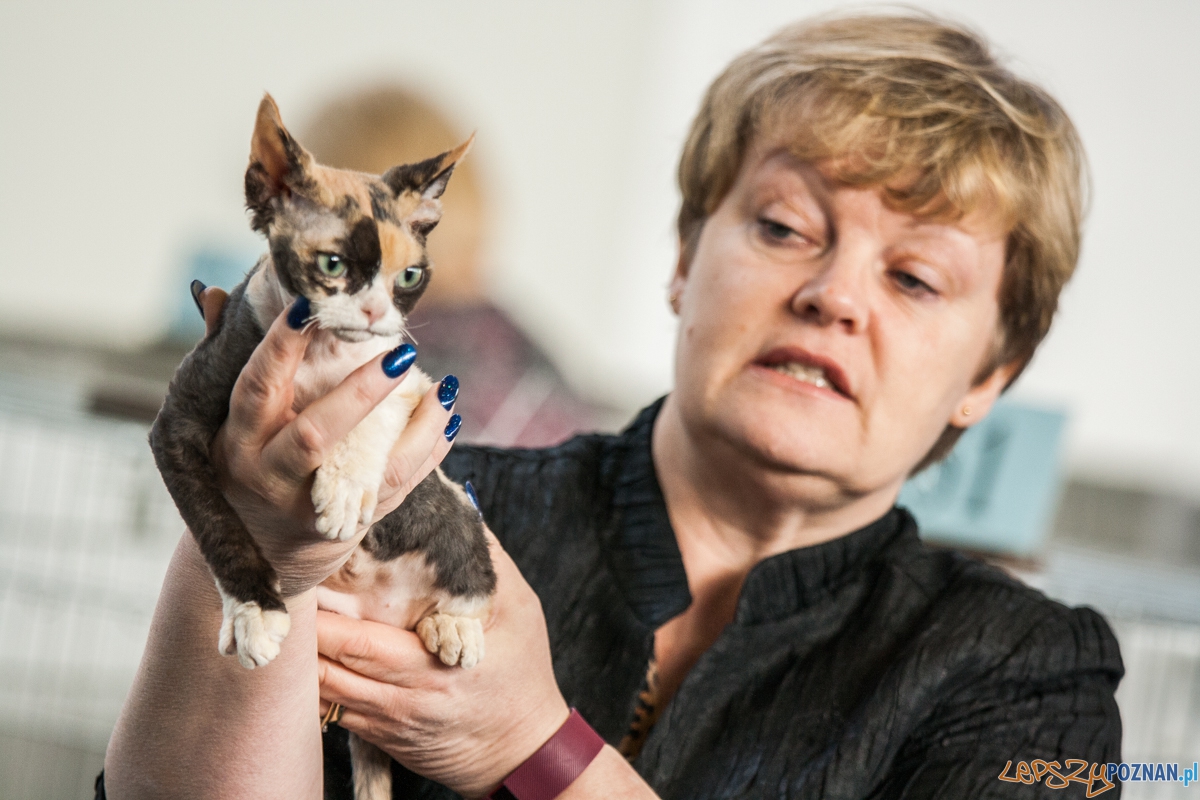 Wystawa kotów rasowych (20.02.2016) MTP Foto: © lepszyPOZNAN.pl / Karolina Kiraga Wystawa kotów rasowych (20.02.2016) MTP Foto: © lepszyPOZNAN.pl / Karolina Kiraga