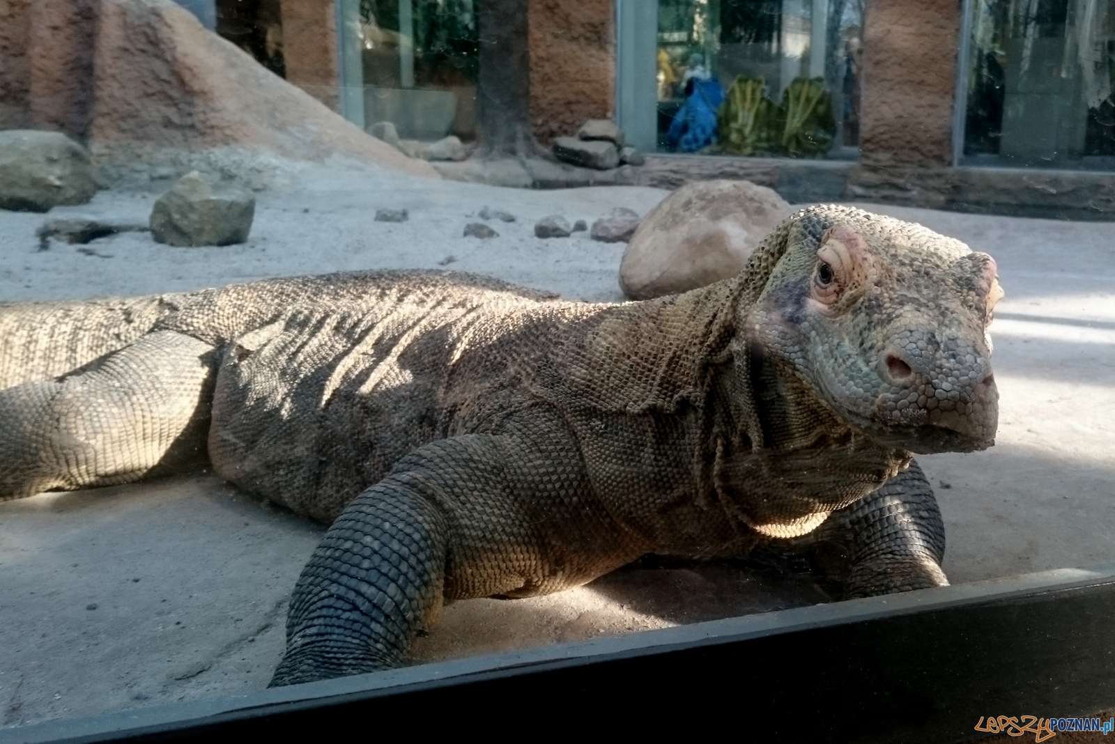 Udane spotkanie ze... smokami! Foto: ZOO Poznań Udane spotkanie ze... smokami! Foto: ZOO Poznań