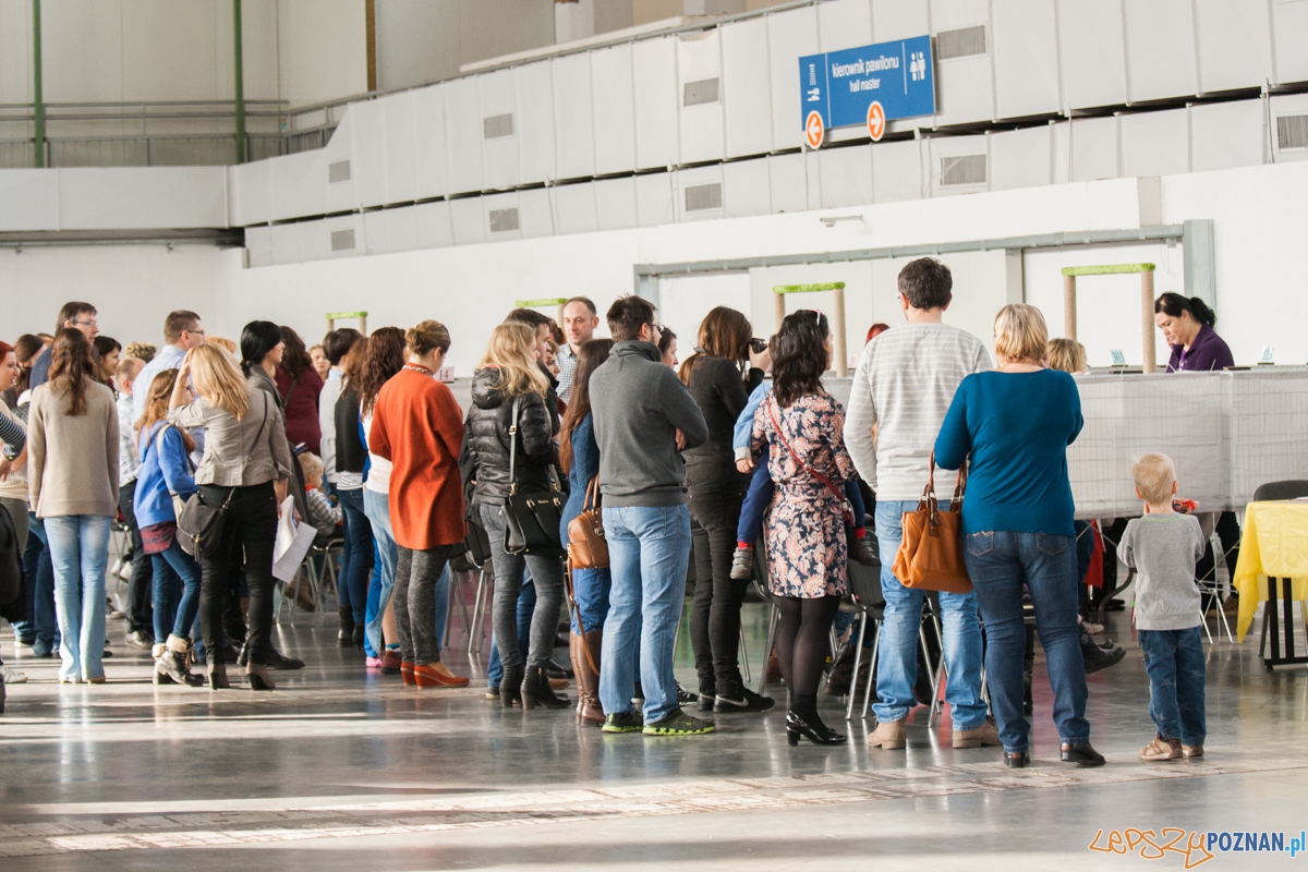 Wystawa kotów rasowych (20.02.2016) MTP Foto: © lepszyPOZNAN.pl / Karolina Kiraga Wystawa kotów rasowych (20.02.2016) MTP Foto: © lepszyPOZNAN.pl / Karolina Kiraga