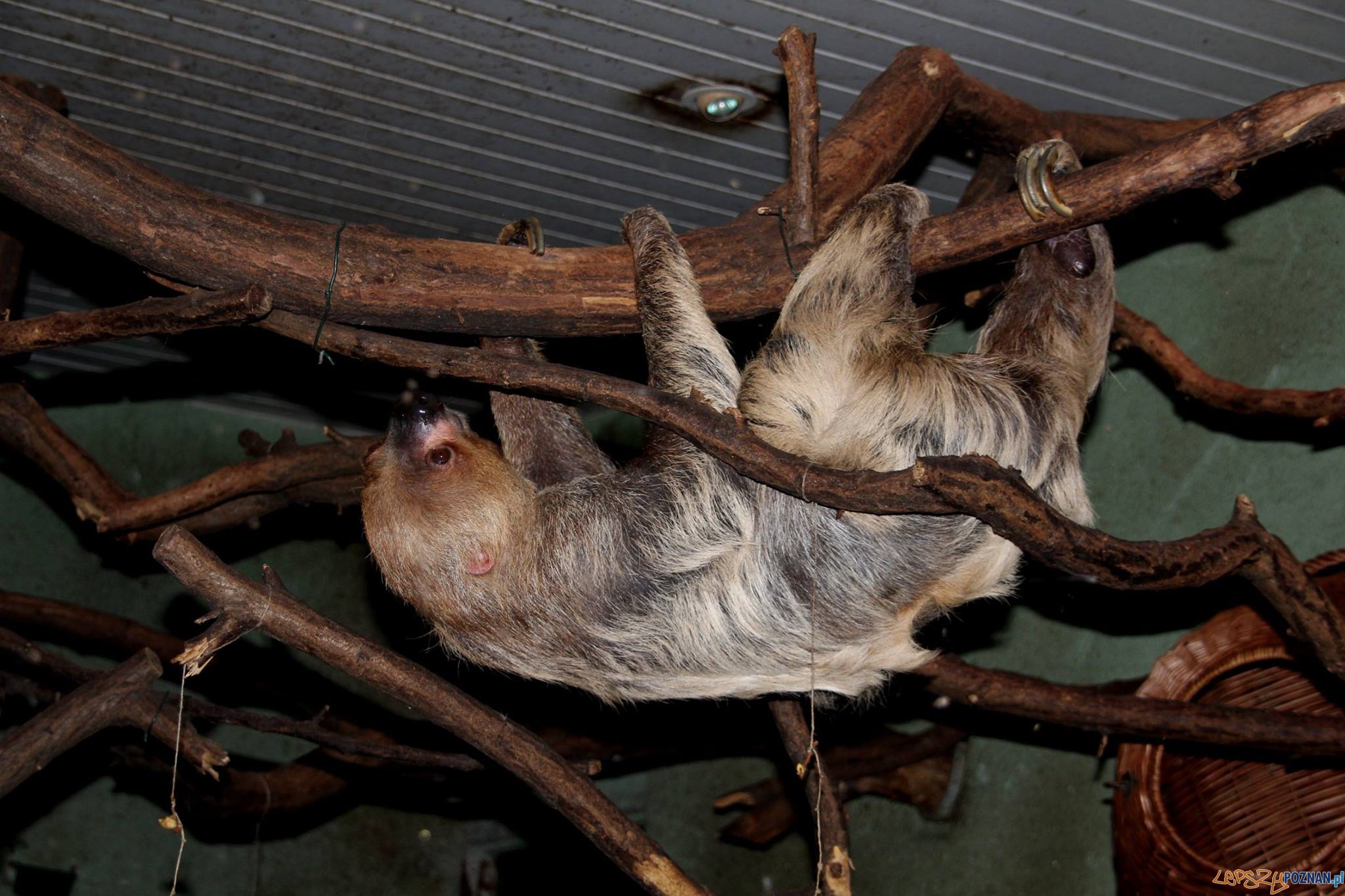 Leniwiec Michał z poznańskiego ZOO Foto: ZOO Poznań Leniwiec Michał z poznańskiego ZOO Foto: ZOO Poznań