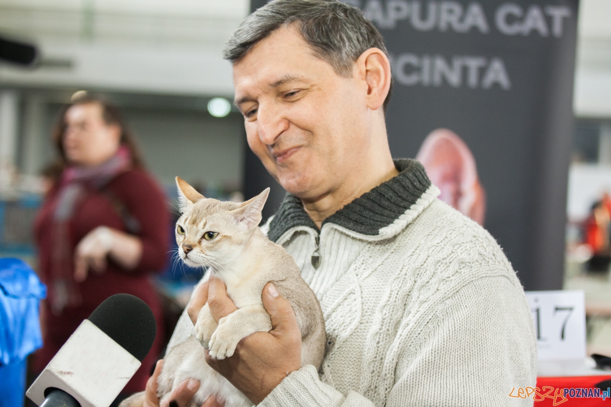 Wystawa kotów rasowych (20.02.2016) MTP Foto: © lepszyPOZNAN.pl / Karolina Kiraga Wystawa kotów rasowych (20.02.2016) MTP Foto: © lepszyPOZNAN.pl / Karolina Kiraga