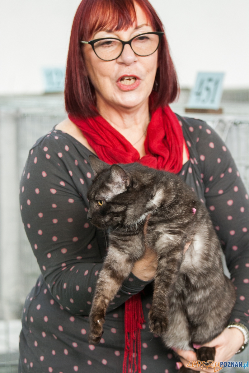 Wystawa kotów rasowych (20.02.2016) MTP Foto: © lepszyPOZNAN.pl / Karolina Kiraga Wystawa kotów rasowych (20.02.2016) MTP Foto: © lepszyPOZNAN.pl / Karolina Kiraga