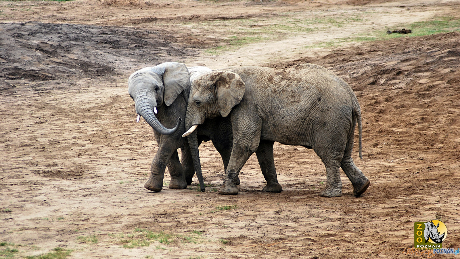 Kizi, Yzik po lewej Foto: ZOO POZNAŃ Kizi, Yzik po lewej Foto: ZOO POZNAŃ