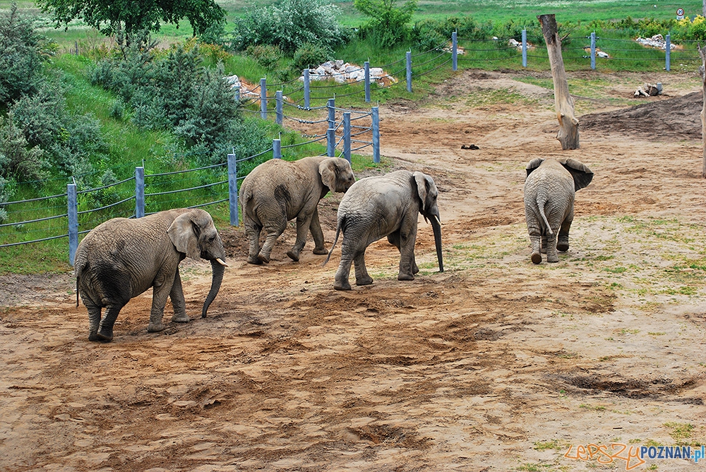Yzik drugi od prawej Foto: ZOO POZNAŃ Yzik drugi od prawej Foto: ZOO POZNAŃ