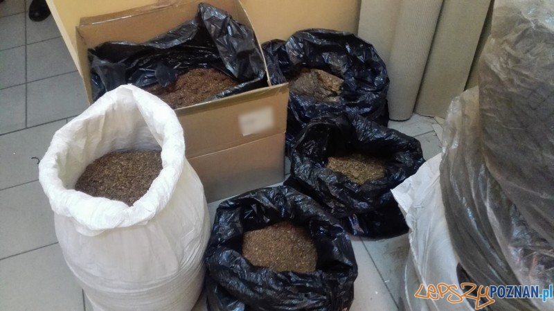 Nielegalny tytoń Foto: KMP Nielegalny tytoń Foto: KMP