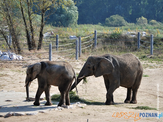 Linda, Yzik po lewej Foto: ZOO POZNAŃ Linda, Yzik po lewej Foto: ZOO POZNAŃ