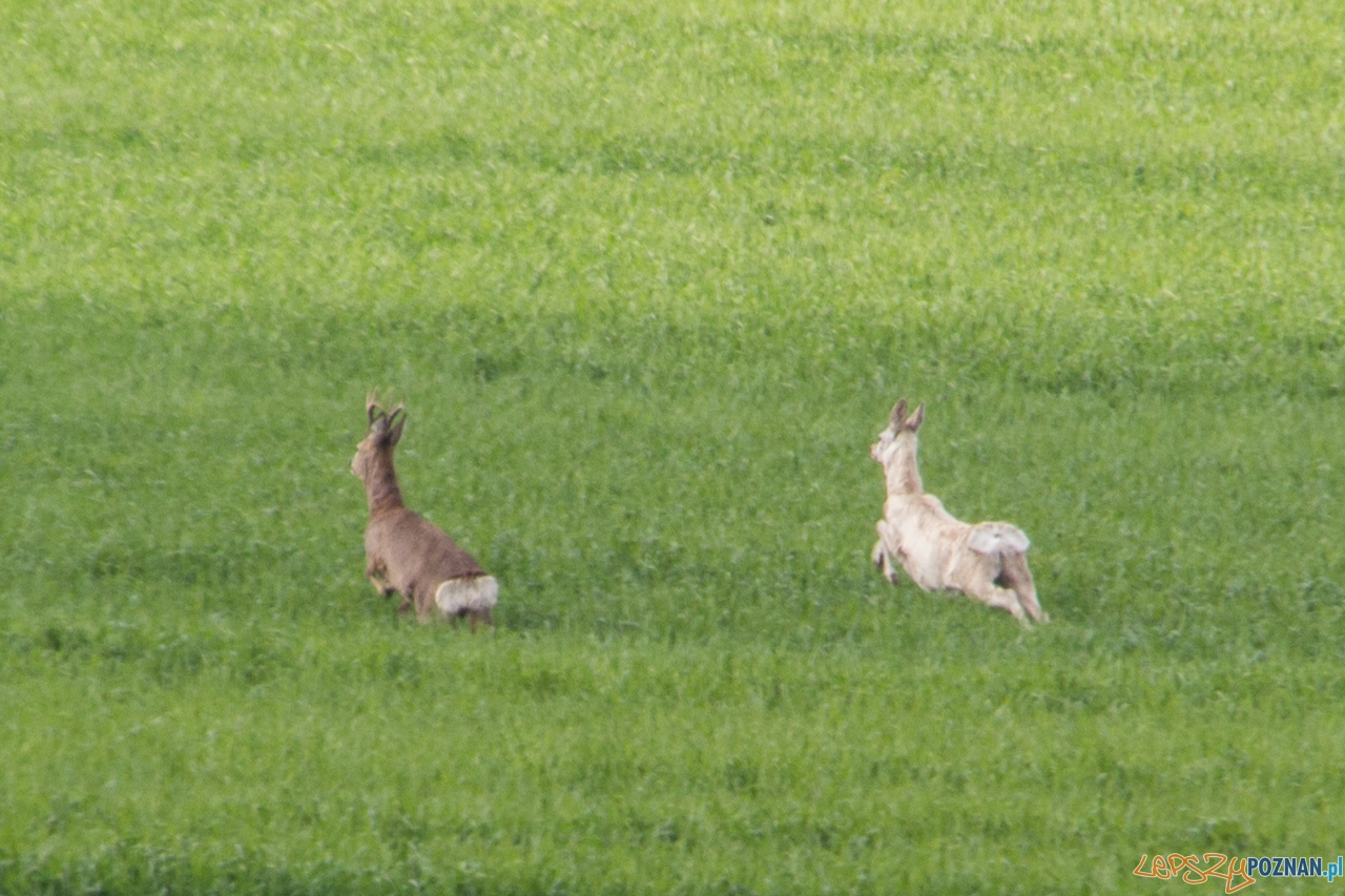 biala sarna Foto: Kamil Grzebyta biala sarna Foto: Kamil Grzebyta