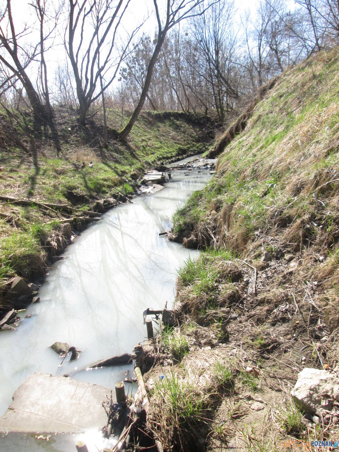 Zatrucie Warty na Starołęce (5) Foto: Nishio Zatrucie Warty na Starołęce (5) Foto: Nishio