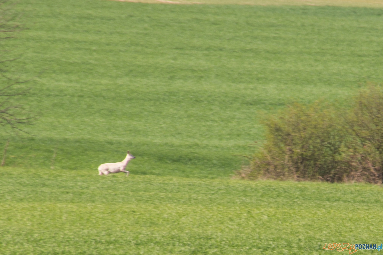 biala sarna Foto: Kamil Grzebyta biala sarna Foto: Kamil Grzebyta