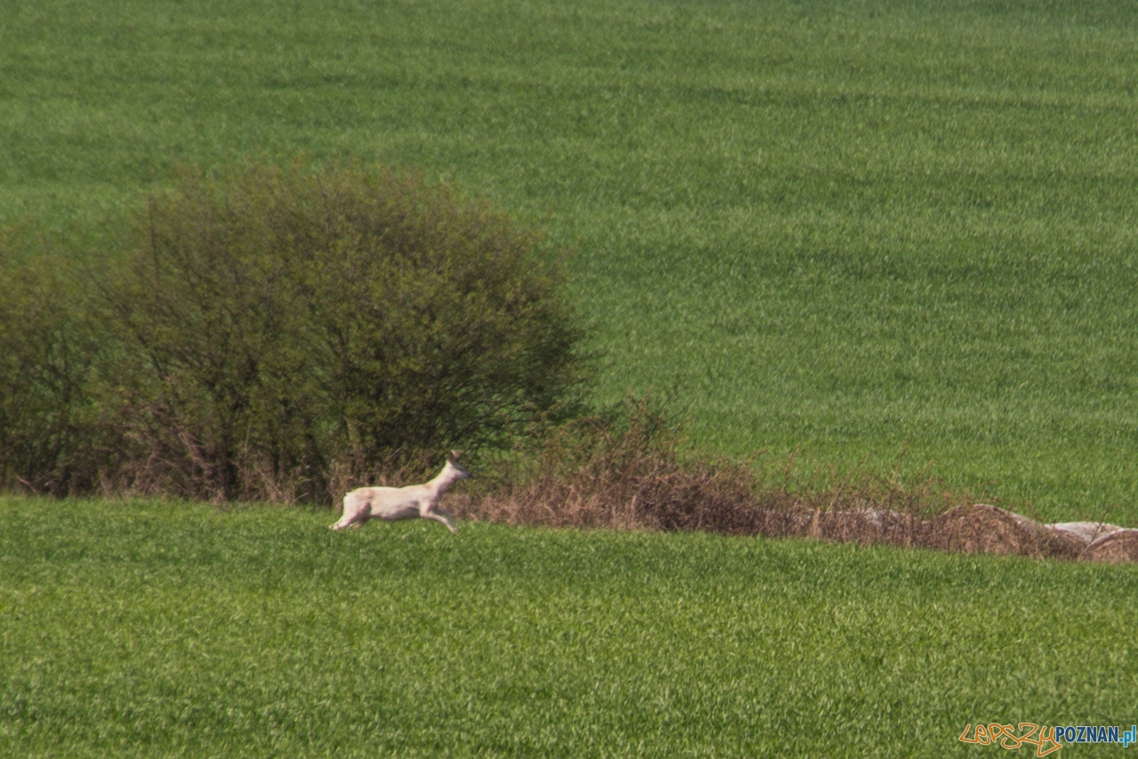 biala sarna Foto: Kamil Grzebyta biala sarna Foto: Kamil Grzebyta