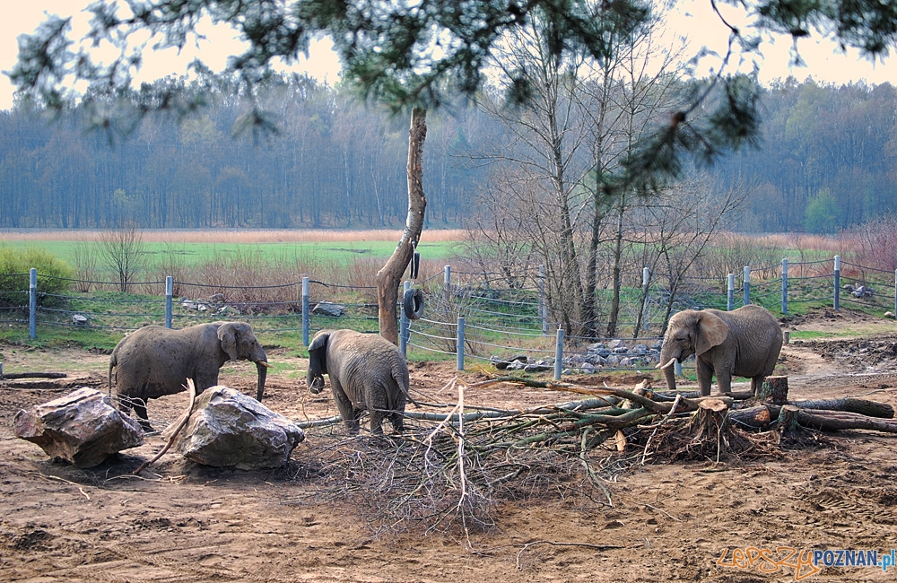 Poznańska słoniarnia Foto: materiały prasowe Poznańska słoniarnia Foto: materiały prasowe