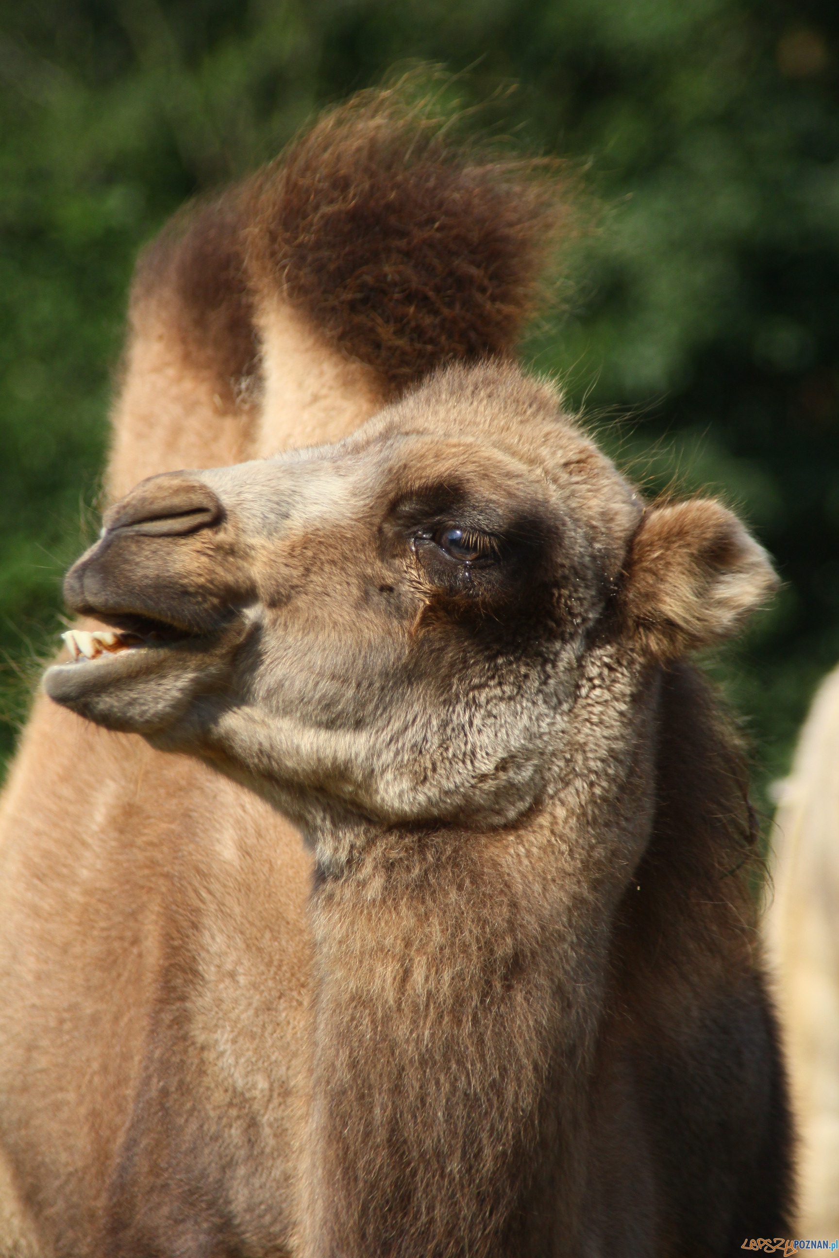 Wielblądy - Layla Foto: ZOO Poznań Wielblądy - Layla Foto: ZOO Poznań
