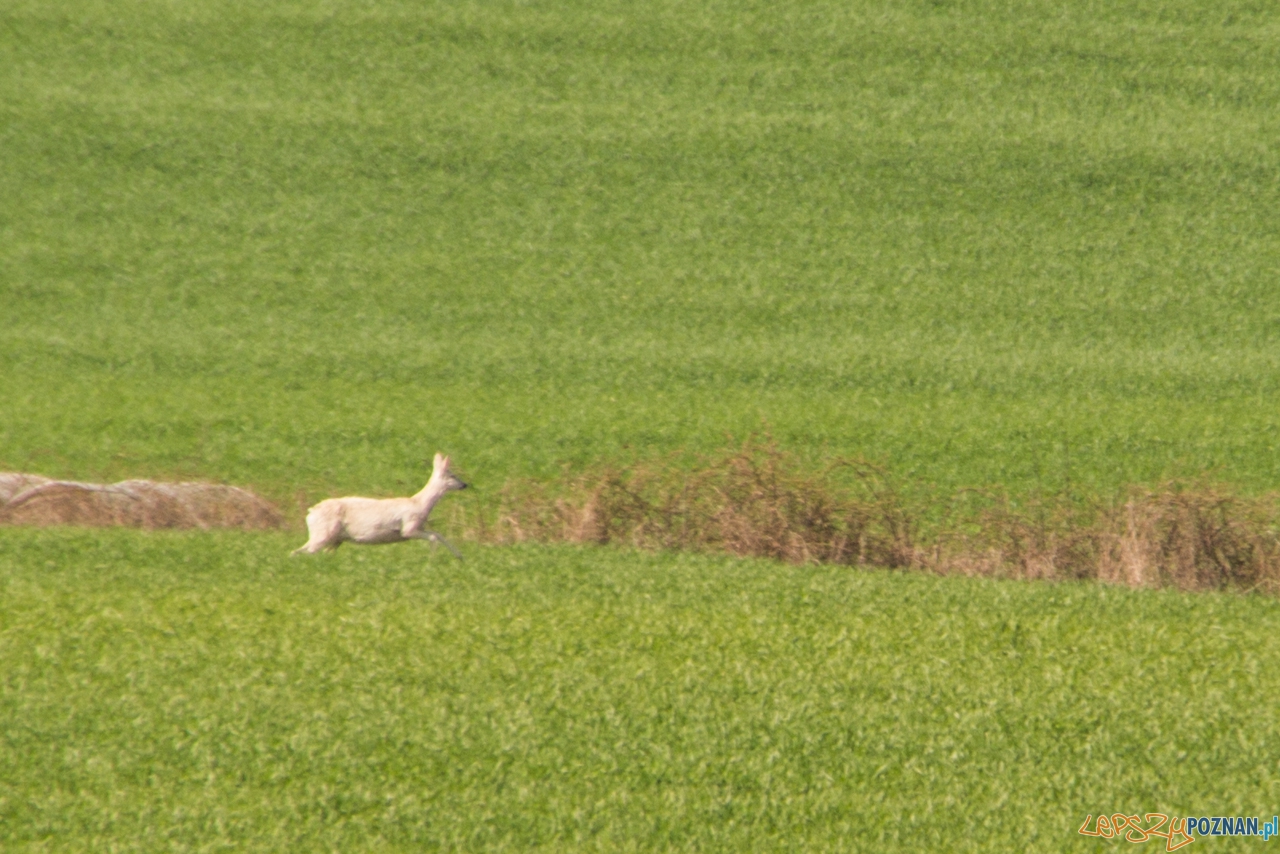 biala sarna Foto: Kamil Grzebyta biala sarna Foto: Kamil Grzebyta