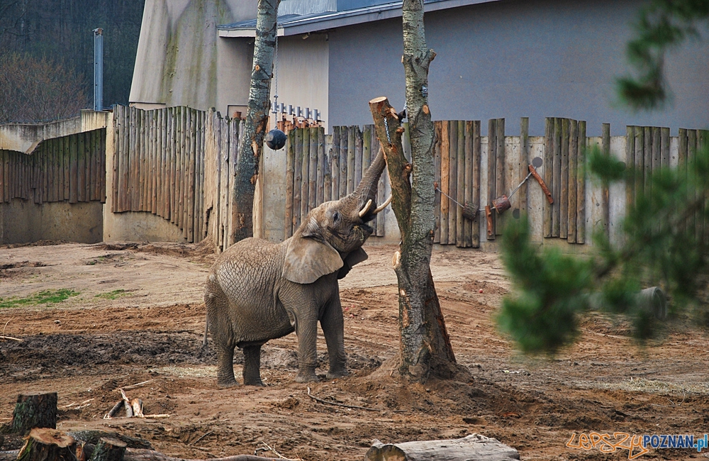 Poznańska słoniarnia Foto: materiały prasowe Poznańska słoniarnia Foto: materiały prasowe