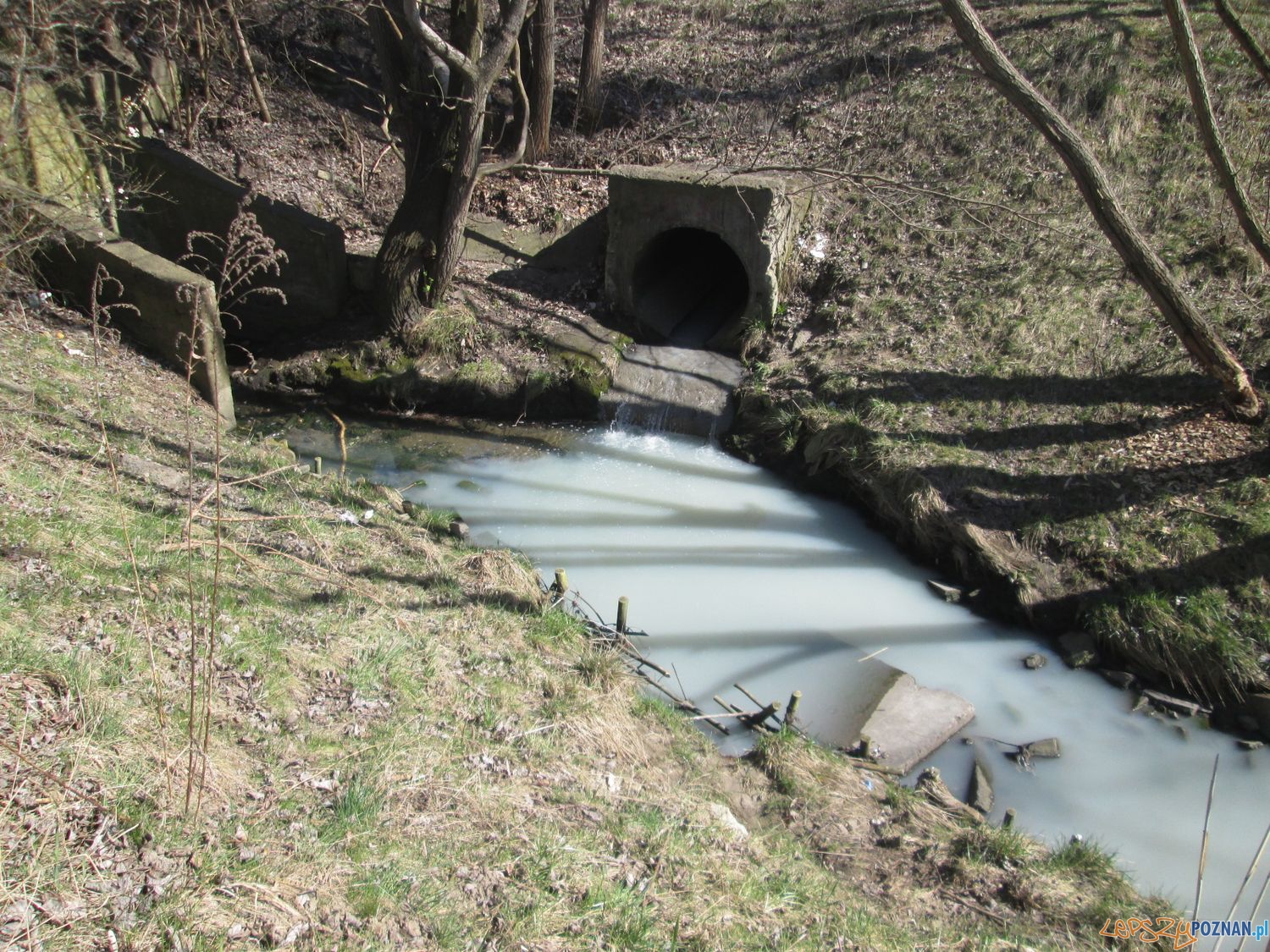 Zatrucie Warty na Starołęce (4) Foto: Nishio Zatrucie Warty na Starołęce (4) Foto: Nishio