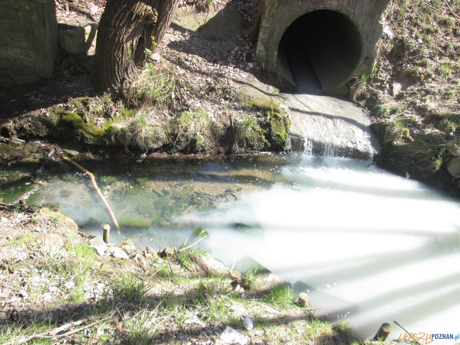 Zatrucie Warty na Starołęce (6) Foto: Nishio Zatrucie Warty na Starołęce (6) Foto: Nishio