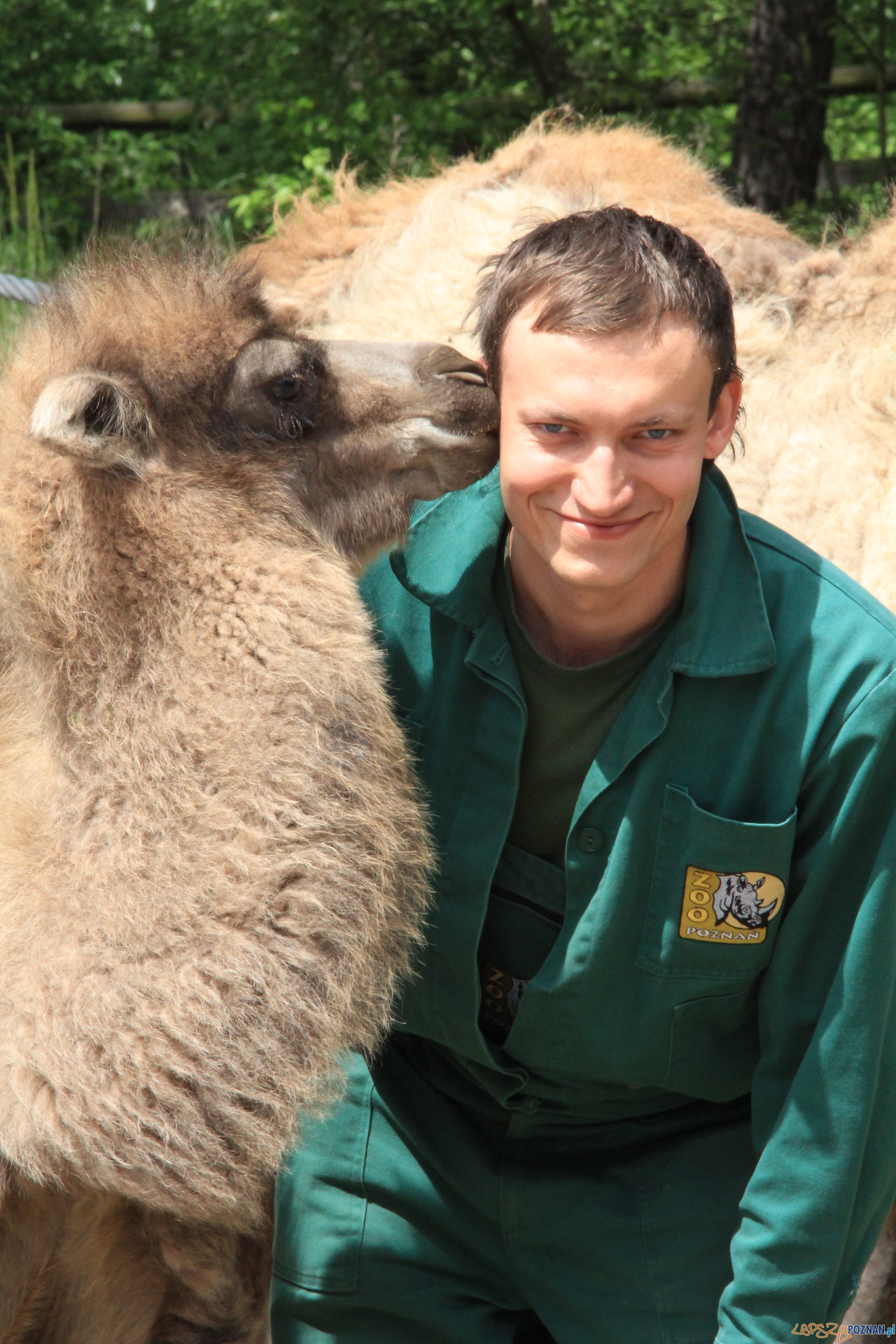 Wielbłąd z opiekunem Foto: ZOO Poznań Wielbłąd z opiekunem Foto: ZOO Poznań