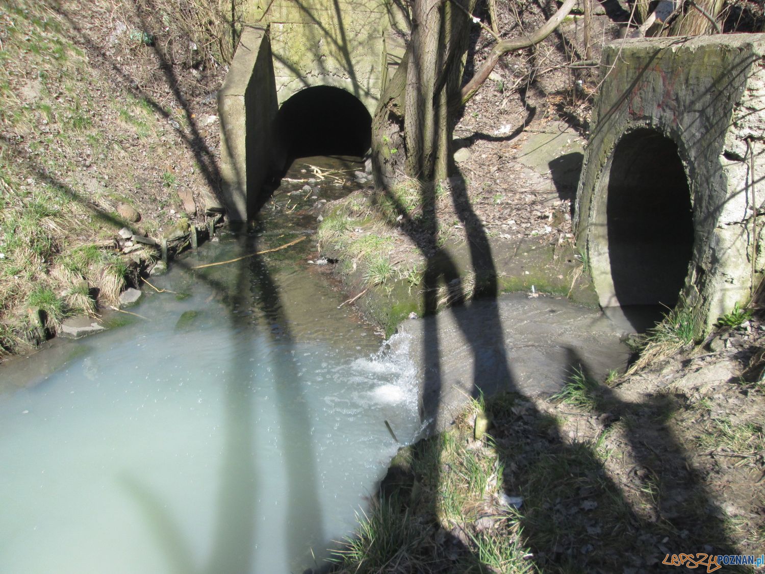 Zatrucie Warty na Starołęce (2) Foto: Nishio Zatrucie Warty na Starołęce (2) Foto: Nishio