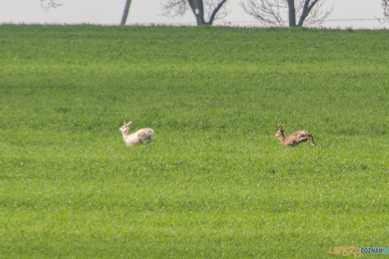 biala sarna Foto: Kamil Grzebyta biala sarna Foto: Kamil Grzebyta