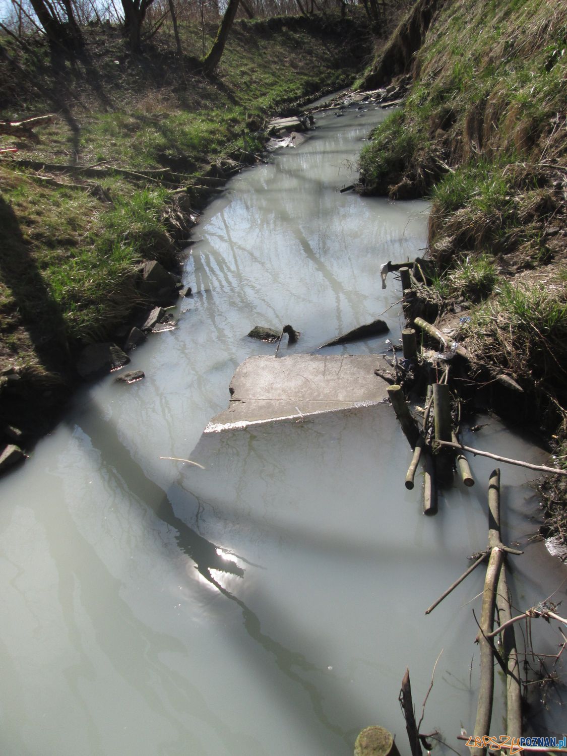 Zatrucie Warty na Starołęce (3) Foto: Nishio Zatrucie Warty na Starołęce (3) Foto: Nishio
