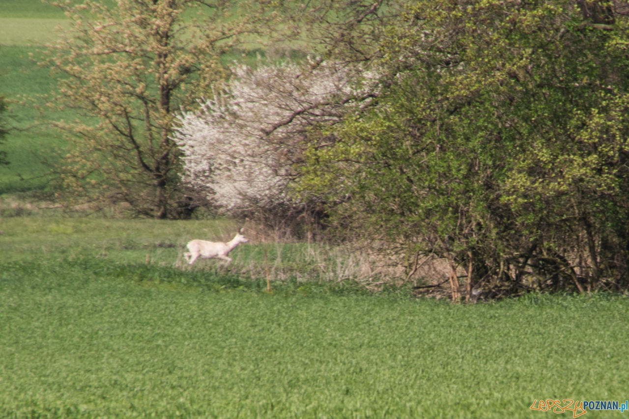 biala sarna Foto: Kamil Grzebyta biala sarna Foto: Kamil Grzebyta
