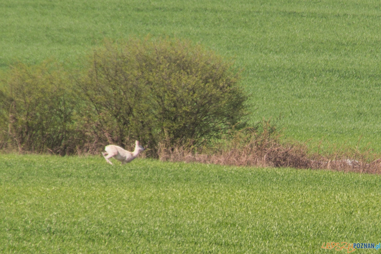 biala sarna Foto: Kamil Grzebyta biala sarna Foto: Kamil Grzebyta