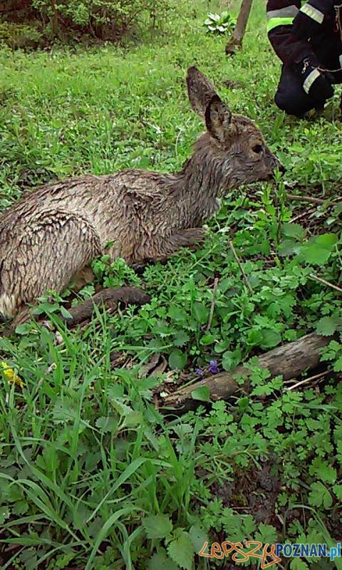 Na ratunek sarnie Foto: OSP Białężyn Na ratunek sarnie Foto: OSP Białężyn