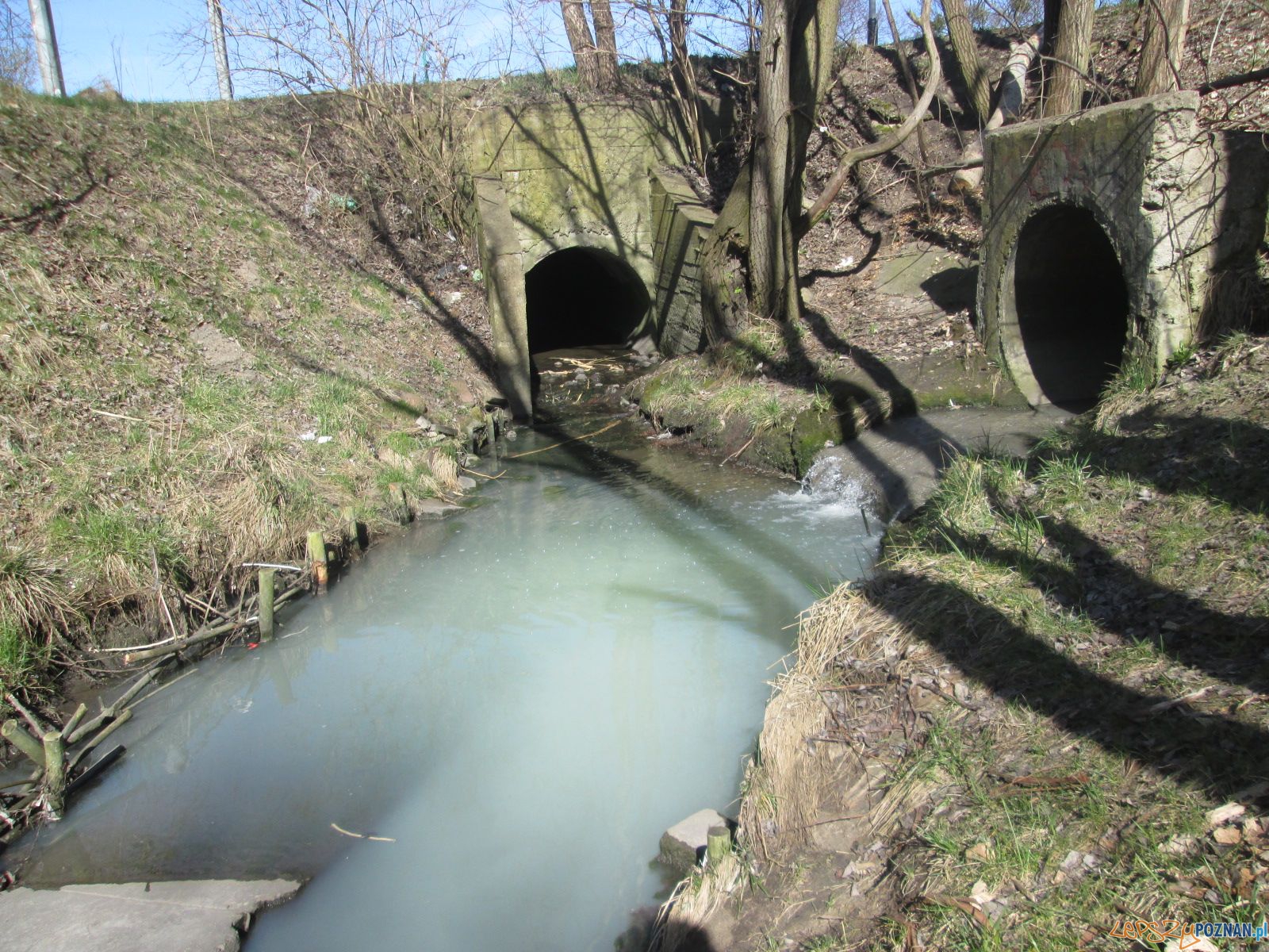 Zatrucie Warty na Starołęce (1) Foto: Nishio Zatrucie Warty na Starołęce (1) Foto: Nishio