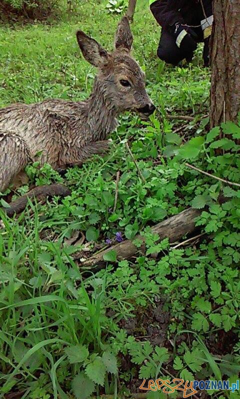 Na ratunek sarnie Foto: OSP Białężyn Na ratunek sarnie Foto: OSP Białężyn