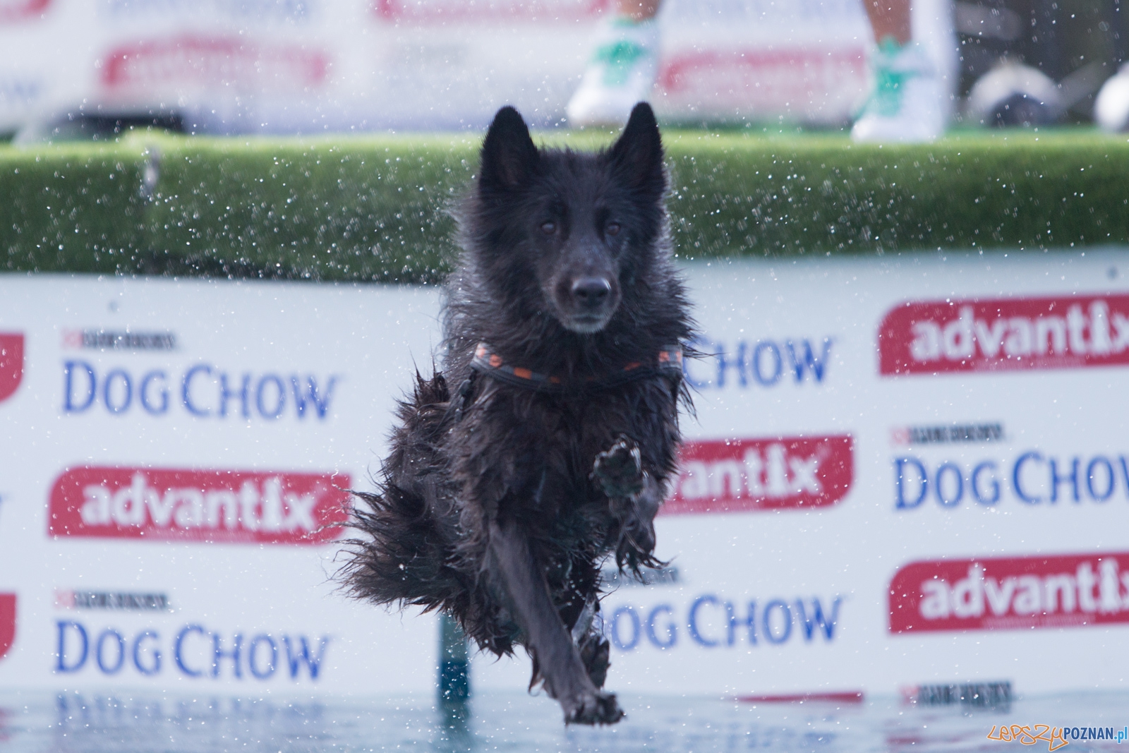 Latajace Psy Foto: lepszyPOZNAN.pl / Piotr Rychter Latajace Psy Foto: lepszyPOZNAN.pl / Piotr Rychter