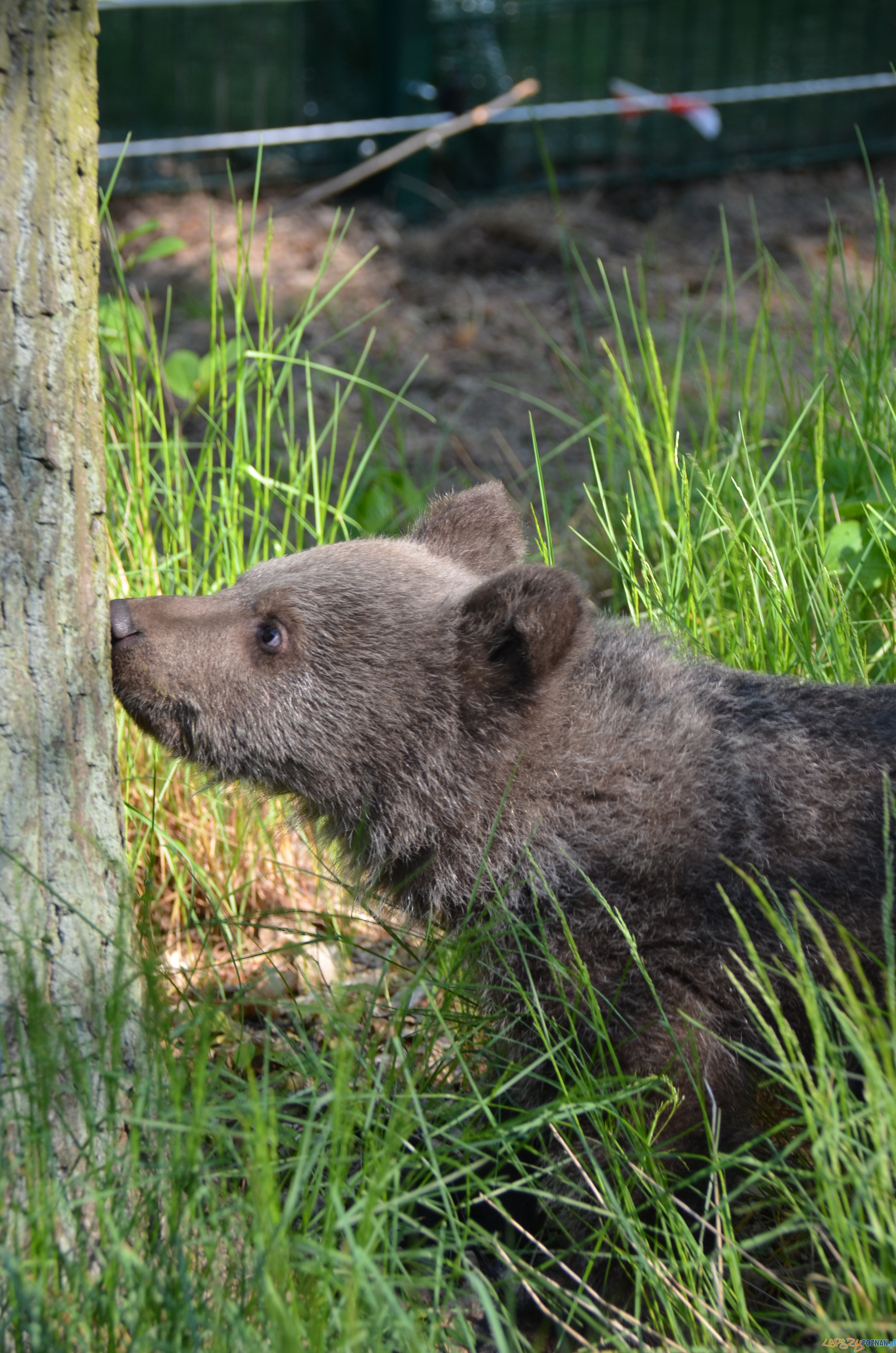 Cisna poznała wybieg Foto: Zoo Cisna poznała wybieg Foto: Zoo