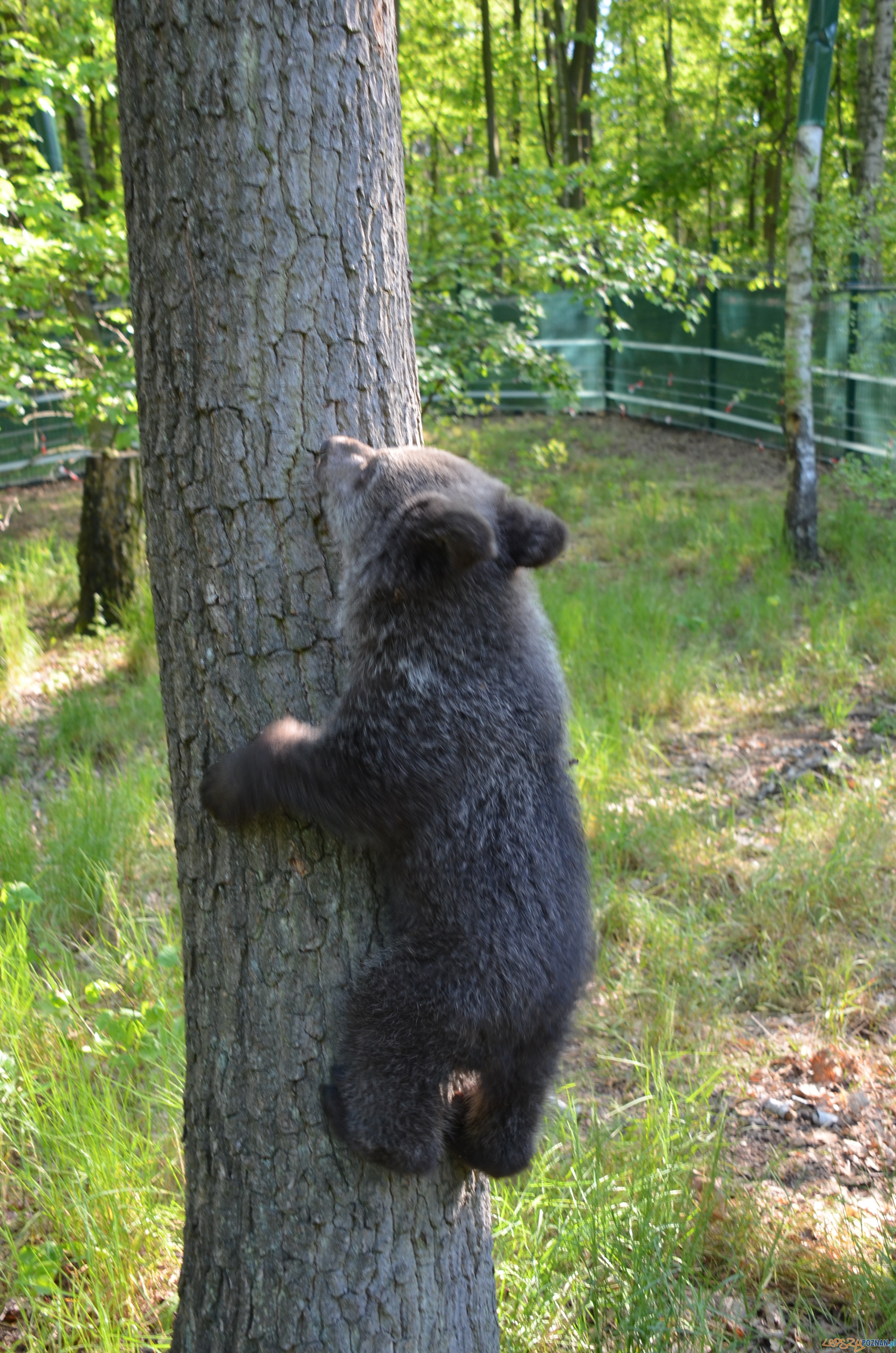 Cisna poznała wybieg Foto: Zoo Cisna poznała wybieg Foto: Zoo