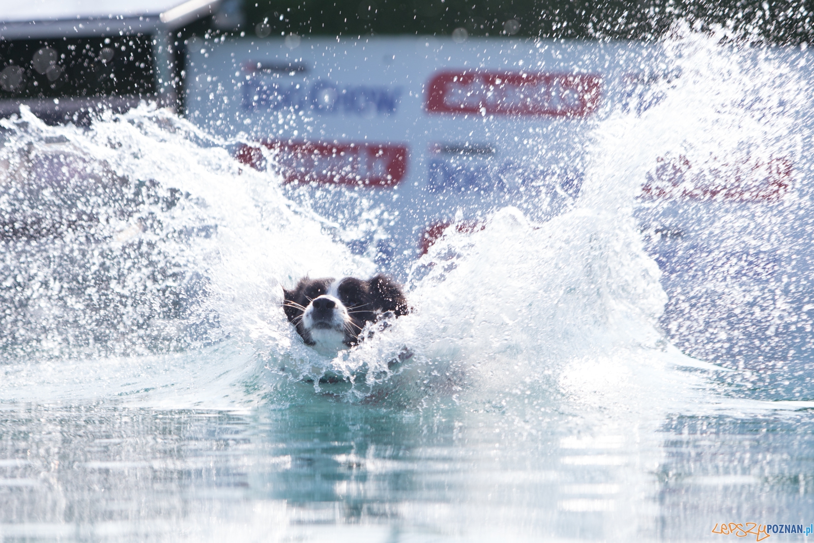 Latajace Psy Foto: lepszyPOZNAN.pl / Piotr Rychter Latajace Psy Foto: lepszyPOZNAN.pl / Piotr Rychter