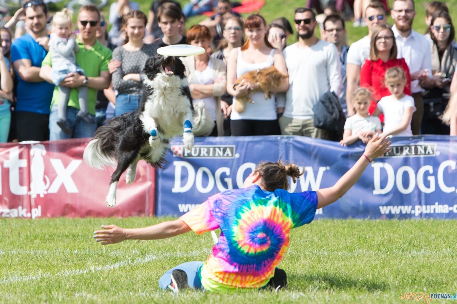 Latajace Psy Foto: lepszyPOZNAN.pl / Piotr Rychter Latajace Psy Foto: lepszyPOZNAN.pl / Piotr Rychter