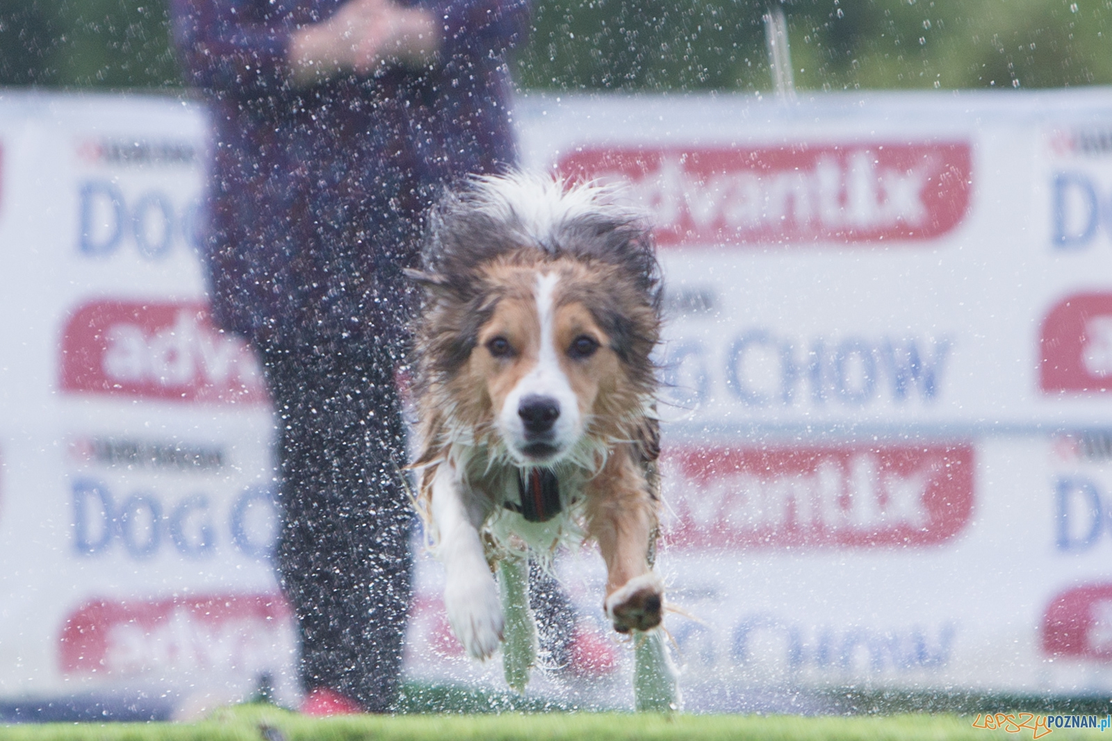 Latajace Psy Foto: lepszyPOZNAN.pl / Piotr Rychter Latajace Psy Foto: lepszyPOZNAN.pl / Piotr Rychter