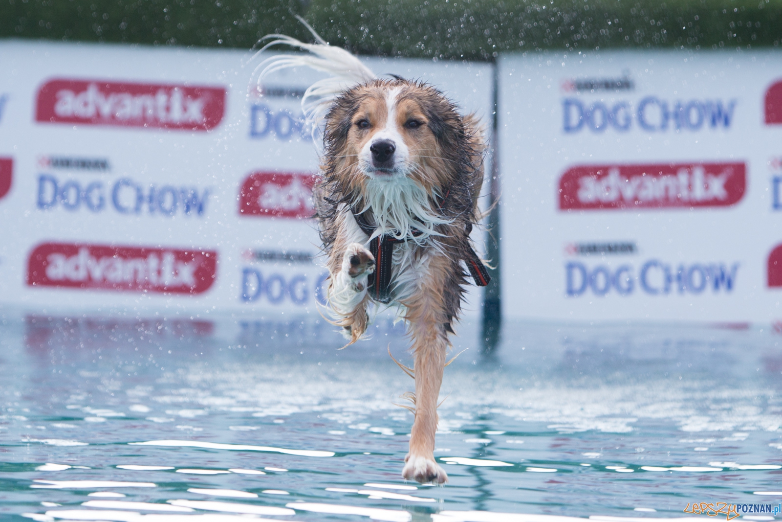 Latajace Psy Foto: lepszyPOZNAN.pl / Piotr Rychter Latajace Psy Foto: lepszyPOZNAN.pl / Piotr Rychter
